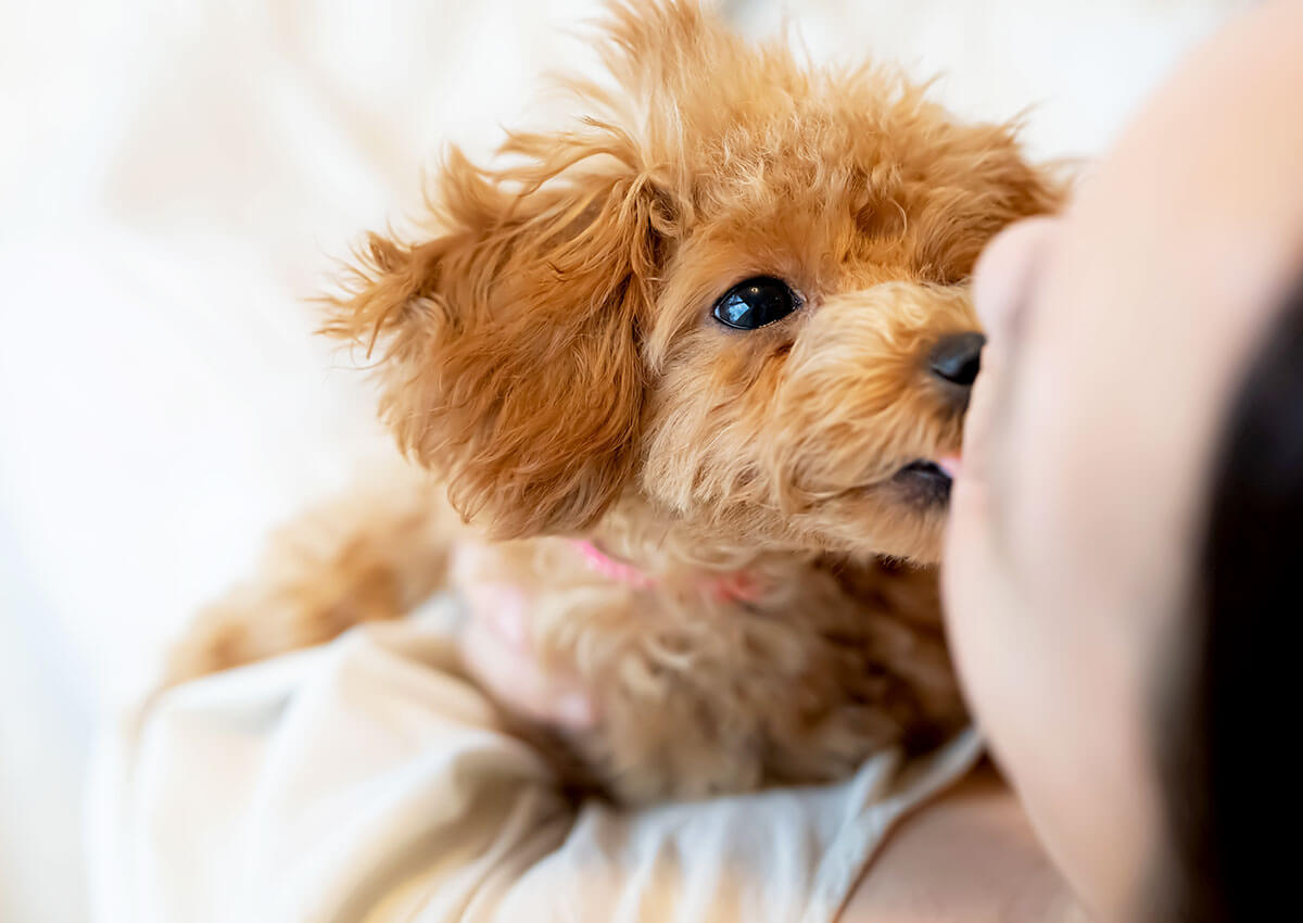 甘える愛犬｜名古屋トリミング・ドッグサロンen-ululu